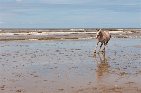simsearch:400-07248425,k - Dancing Horse on the North Sea Coast in Zealand, Netherlands Photographie de stock - Aubaine LD & Abonnement, Code: 400-06520578