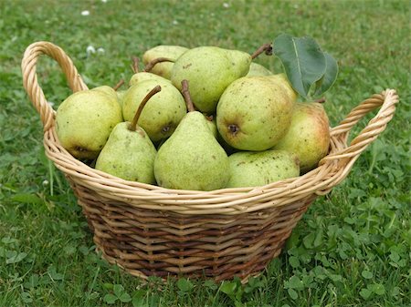 pear with leaves - basket with picked pears Stock Photo - Budget Royalty-Free & Subscription, Code: 400-06520598