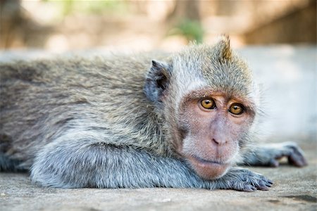 Relaxed monkey looking in the camera, crab-eating macaque or the long-tailed macaque (Macaca fascicularis), Bali. Selective focus on eyes. Photographie de stock - Aubaine LD & Abonnement, Code: 400-06520646