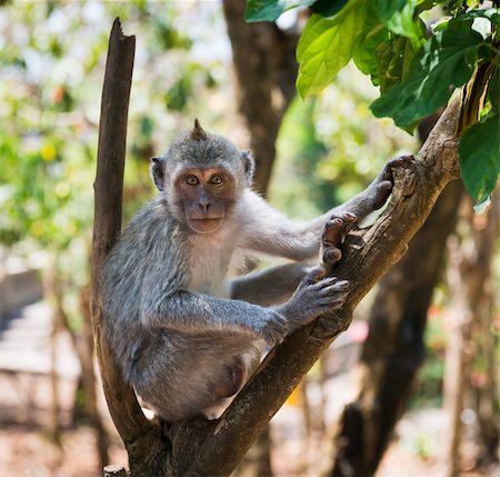 Artful monkey sitting on the tree and looking in the camera, crab-eating macaque or the long-tailed macaque (Macaca fascicularis), Bali Stock Photo - Budget Royalty-Free & Subscription, Code: 400-06520647