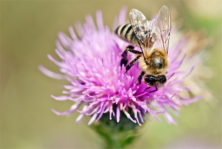 simsearch:400-04867397,k - Macro photo of a bee polinating the thistle flower Fotografie stock - Microstock e Abbonamento, Codice: 400-06520906