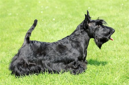 schottischer terrier - The portrait of Scottish Terrier in the garden Stockbilder - Microstock & Abonnement, Bildnummer: 400-06521044