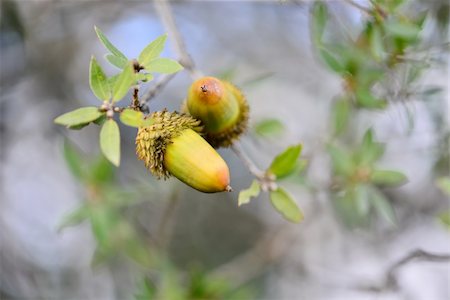 The Israeli Common Oak - Quercus calliprinos and acorns. Stockbilder - Microstock & Abonnement, Bildnummer: 400-06521248