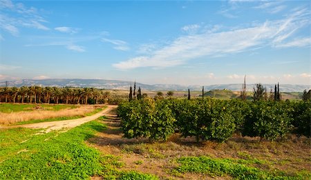 Plantation of Date Palms and Oranges in the Winter Israel Stock Photo - Budget Royalty-Free & Subscription, Code: 400-06521454