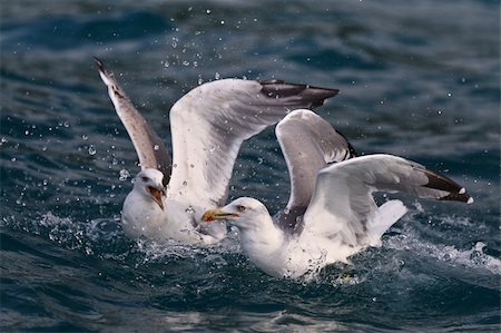simsearch:400-06362898,k - two big sea gulls on the sea Fotografie stock - Microstock e Abbonamento, Codice: 400-06521479