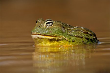 Male African giant bullfrog (Pyxicephalus adspersus) in shallow water, South Africa Stock Photo - Budget Royalty-Free & Subscription, Code: 400-06521534