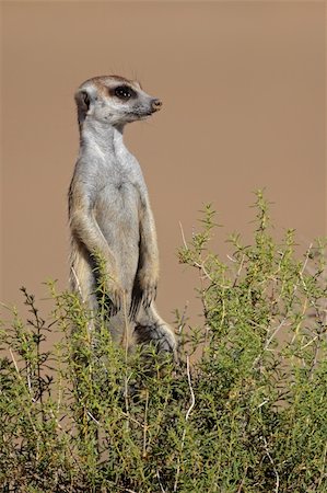 simsearch:400-05888526,k - Alert meerkat (Suricata suricatta) standing upright in anticipation of danger, South Africa Photographie de stock - Aubaine LD & Abonnement, Code: 400-06521538