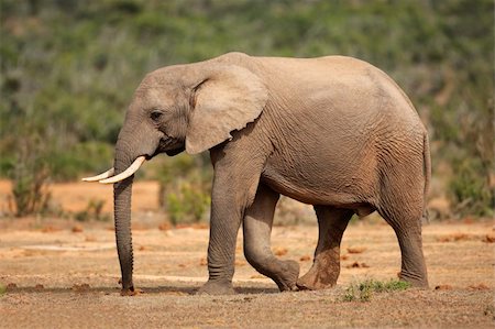 simsearch:400-06086490,k - Walking African elephant (Loxodonta africana), South Africa Stock Photo - Budget Royalty-Free & Subscription, Code: 400-06521533