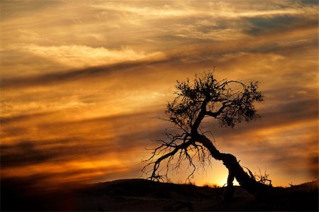 south africa scene tree - Tree silhouetted against a setting sun, Kalahari desert, South Africa Photographie de stock - Aubaine LD & Abonnement, Code: 400-06521547