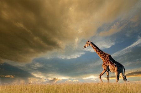 A giraffe walking on the African plains against a dramatic sky Stock Photo - Budget Royalty-Free & Subscription, Code: 400-06521555