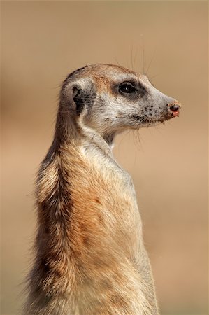 simsearch:400-05888526,k - Portrait of a meerkat (Suricata suricatta) standing on guard, Kalahari desert, South Africa Photographie de stock - Aubaine LD & Abonnement, Code: 400-06521564