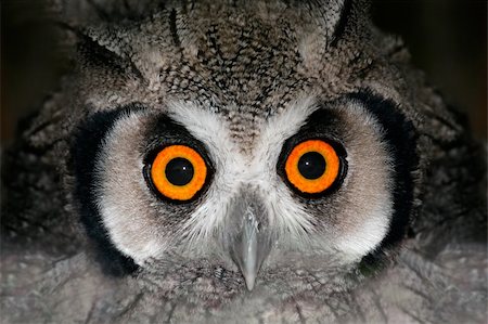 Close-up portrait of a white-faced owl (Otis leucotis) with large orange eyes, South Africa Stock Photo - Budget Royalty-Free & Subscription, Code: 400-06521566