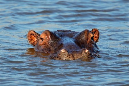 simsearch:400-05738491,k - Hippopotamus (Hippopotamus amphibius) submerged in water, South Africa Stock Photo - Budget Royalty-Free & Subscription, Code: 400-06521560