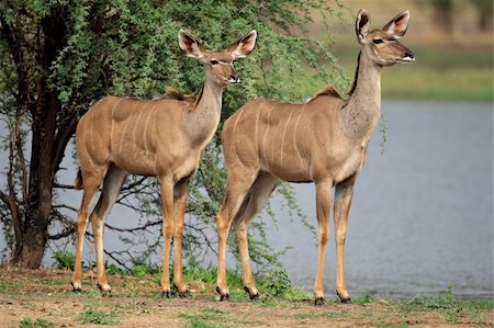 simsearch:400-07657096,k - Two female kudu antelope (Tragelaphus strepsiceros), South Africa Fotografie stock - Microstock e Abbonamento, Codice: 400-06521561