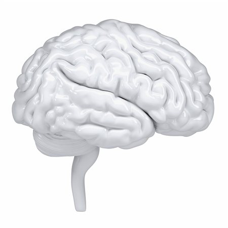 3d white human brain. A side view. Isolated render on a white background Stock Photo - Budget Royalty-Free & Subscription, Code: 400-06521601