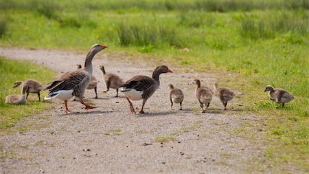 family group of greylag geese and goslings Photographie de stock - Aubaine LD & Abonnement, Code: 400-06521705