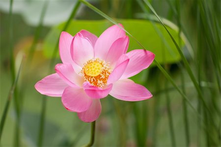 a beautiful pink lotus flower Stock Photo - Budget Royalty-Free & Subscription, Code: 400-06521744