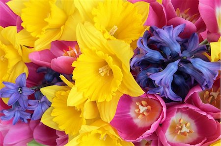 simsearch:400-06356460,k - Daffodil, hyacinth and tulip spring flower display forming a background. Selective focus. Foto de stock - Super Valor sin royalties y Suscripción, Código: 400-06522221
