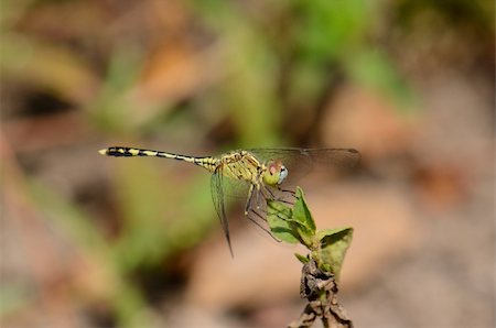 simsearch:400-08404620,k - beautiful Green-and-Blue Skimmer(Diplacodes trivialis) in Thai forest Stock Photo - Budget Royalty-Free & Subscription, Code: 400-06522719