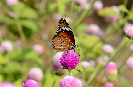 simsearch:700-06471346,k - beautiful Plain Tiger butterfly (Danaus chrysippus) at flower garden Stock Photo - Budget Royalty-Free & Subscription, Code: 400-06522724
