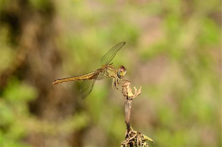 simsearch:400-08404620,k - beautiful female Eastern Scarlet Darter (Crocothemis servilia) in Thai forest Stock Photo - Budget Royalty-Free & Subscription, Code: 400-06522725