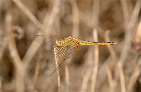 simsearch:400-08404620,k - beautiful female Eastern Scarlet Darter (Crocothemis servilia) in Thai forest Stock Photo - Budget Royalty-Free & Subscription, Code: 400-06522721