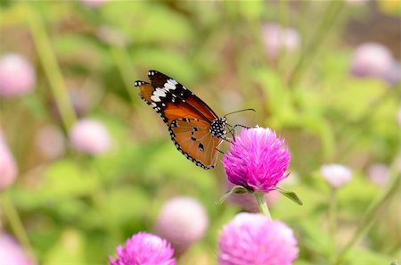 simsearch:700-06471346,k - beautiful Plain Tiger butterfly (Danaus chrysippus) at flower garden Stock Photo - Budget Royalty-Free & Subscription, Code: 400-06522723