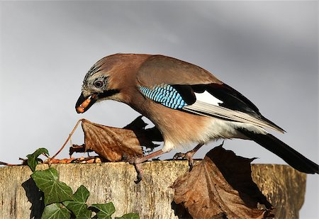 simsearch:400-06525596,k - A Jay eating peanuts on a tree stump in autumn Photographie de stock - Aubaine LD & Abonnement, Code: 400-06523346