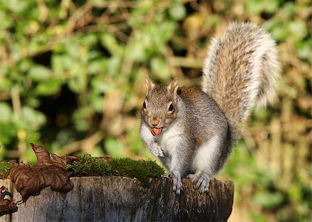 simsearch:400-06142298,k - Portrait of a Grey Squirrel eating peanuts in Autumn Photographie de stock - Aubaine LD & Abonnement, Code: 400-06523341