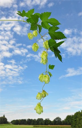 Hop (Humulus lupulus) Stock Photo - Budget Royalty-Free & Subscription, Code: 400-06523397