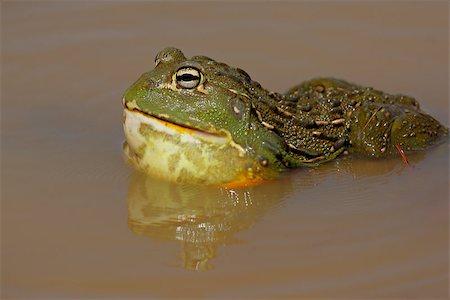 Male African giant bullfrog (Pyxicephalus adspersus) in shallow water, South Africa Stock Photo - Budget Royalty-Free & Subscription, Code: 400-06523449