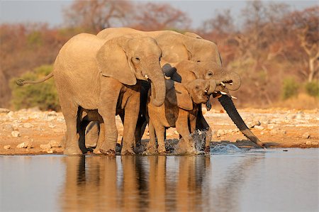 simsearch:400-07430708,k - African elephants (Loxodonta africana) drinking water, Etosha National Park, Namibia Stock Photo - Budget Royalty-Free & Subscription, Code: 400-06523454