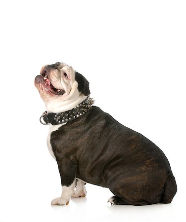 happy dog - bulldog wearing spiked collar looking up on white background Stock Photo - Budget Royalty-Free & Subscription, Code: 400-06523539