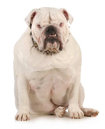 fat dog - guard dog - english bulldog wearing spiked collar with intimidating expression on white background Stock Photo - Budget Royalty-Free & Subscription, Code: 400-06523532