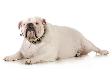 fat dog - bulldog laying down looking at viewer on white background Stock Photo - Budget Royalty-Free & Subscription, Code: 400-06523533