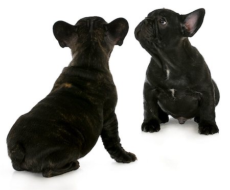 pictures backview dogs head - two french bulldog puppies looking up isolated on white background Stock Photo - Budget Royalty-Free & Subscription, Code: 400-06523566