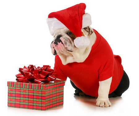 simsearch:400-05742476,k - santa dog - english bulldog dressed like santa sitting beside christmas present Photographie de stock - Aubaine LD & Abonnement, Code: 400-06523561