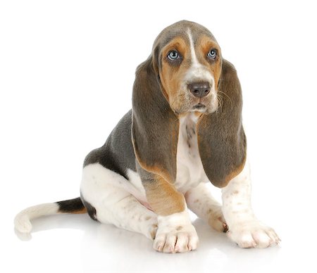 small cute dogs breeds - basset hound puppy sitting on white background Stock Photo - Budget Royalty-Free & Subscription, Code: 400-06523563