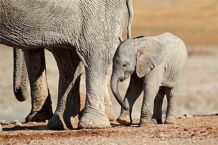 simsearch:400-07216532,k - Young African elephant calf (Loxodonta africana), Etosha National Park, Namibia Foto de stock - Super Valor sin royalties y Suscripción, Código: 400-06530056