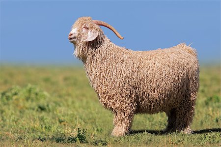 Angora goat standing in green pasture against a blue sky Stock Photo - Budget Royalty-Free & Subscription, Code: 400-06530057