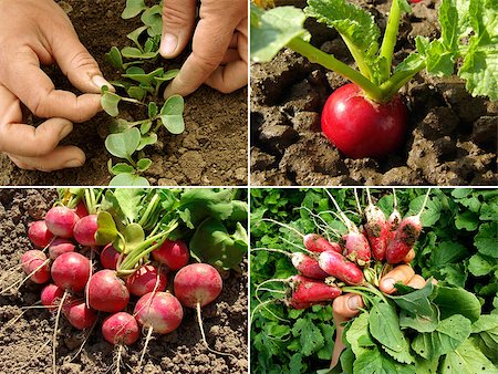 pink radish - organic radish growing on the vegetable bed Foto de stock - Super Valor sin royalties y Suscripción, Código: 400-06530481