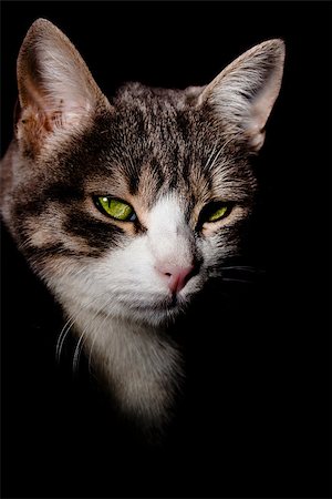 Cat face with green eyes on black shadows background. Stock Photo - Budget Royalty-Free & Subscription, Code: 400-06530553