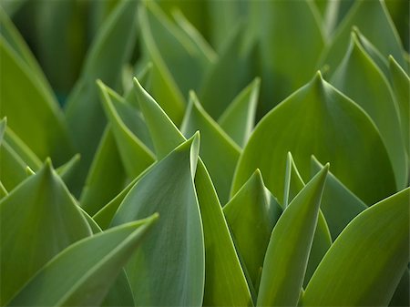 Many Green young shoot of tulip in garden Fotografie stock - Microstock e Abbonamento, Codice: 400-06530603