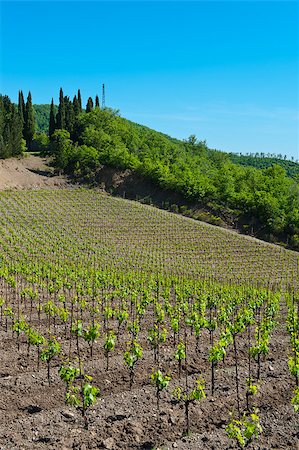 simsearch:400-06141966,k - Hill Of Tuscany with Vineyard in the Chianti Region Foto de stock - Royalty-Free Super Valor e Assinatura, Número: 400-06530904