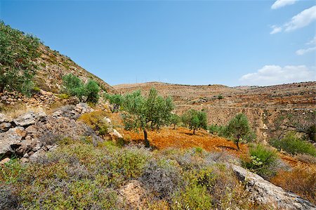 Olive Grove on the Slopes of the Mountains of Samaria, Israel Stock Photo - Budget Royalty-Free & Subscription, Code: 400-06530905