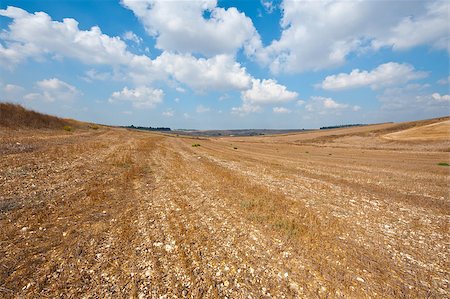 simsearch:400-06521455,k - Poor Stony Soil after the Harvest in Israel Fotografie stock - Microstock e Abbonamento, Codice: 400-06530900