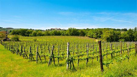 simsearch:400-06141966,k - Hill of Tuscany with Vineyard in the Chianti Region Foto de stock - Royalty-Free Super Valor e Assinatura, Número: 400-06530928