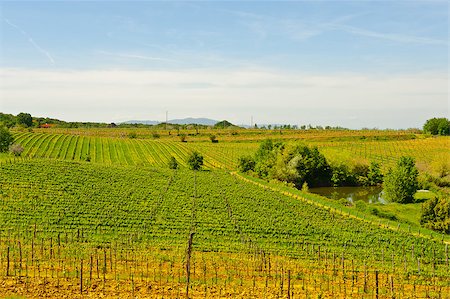 simsearch:400-06141966,k - Hill Of Tuscany with Vineyard in the Chianti Region Foto de stock - Royalty-Free Super Valor e Assinatura, Número: 400-06530934