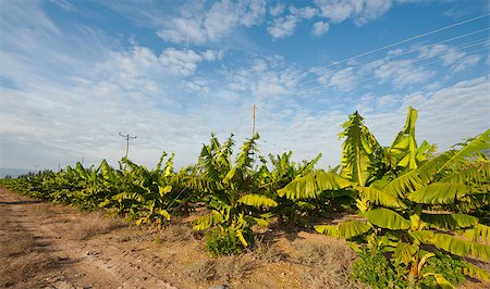 Banana Plantation on the Golan Heights Stock Photo - Budget Royalty-Free & Subscription, Code: 400-06530935