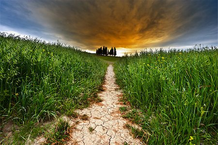 simsearch:400-06521455,k - Dirt Road in Green Sloping Meadows of Tuscany, Sunset Fotografie stock - Microstock e Abbonamento, Codice: 400-06530930